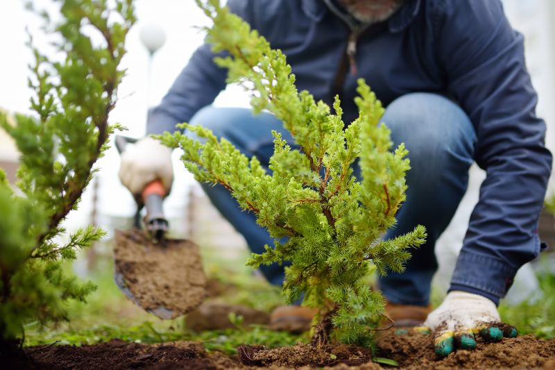 Ground Cover Planting in Ventura County, CA